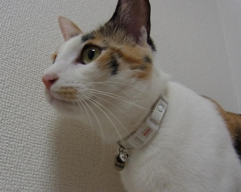 20110801ブログ_すず③.JPG