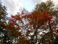 2411.03原田紅葉.JPG