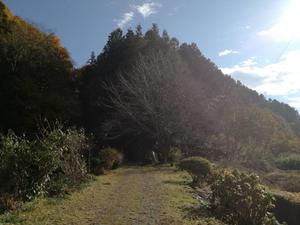 29.12.3shiki-blog登山道.jpg