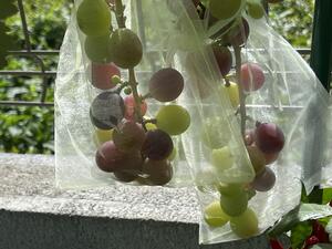 IMG_5174.JPG
